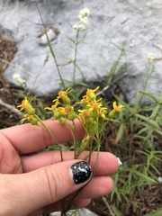 Packera streptanthifolia