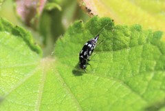 Mordella tetraspilota