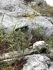 Packera streptanthifolia