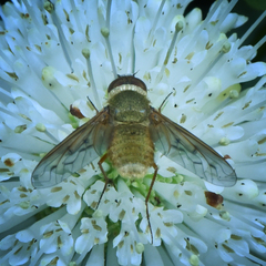 Chrysanthrax edititius