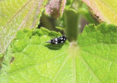 Mordella tetraspilota