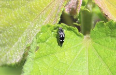 Mordella tetraspilota