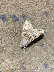 Heliothis punctifera
