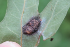 Melikaiella ostensackeni