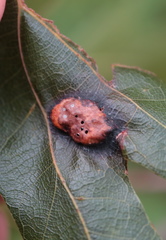 Melikaiella ostensackeni