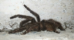 Psalmopoeus