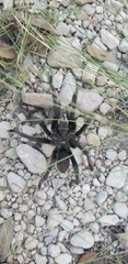 Aphonopelma gabeli