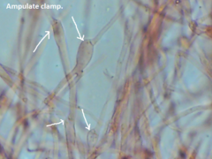 Trechispora mollusca