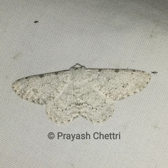 Lassaba parvalbidaria