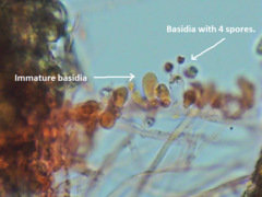 Trechispora mollusca