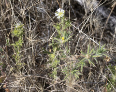 Centromadia fitchii