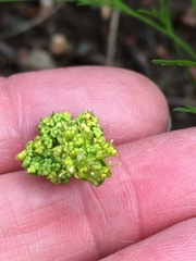Lomatium caruifolium