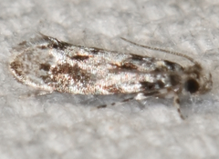 Nemapogon granella