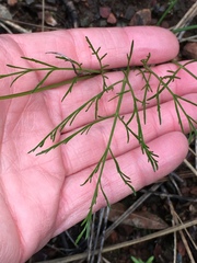 Lomatium caruifolium