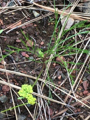 Lomatium caruifolium