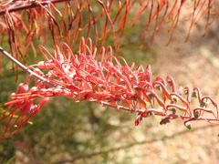 Grevillea dryandri