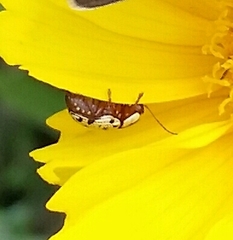 Cryptocephalus leucomelas