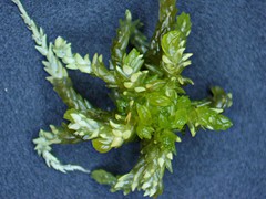 Sphagnum inundatum