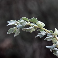 Atriplex lindleyi