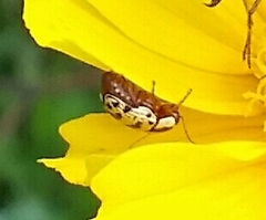 Cryptocephalus leucomelas