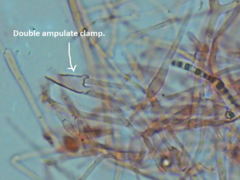 Trechispora mollusca