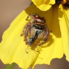Phidippus californicus