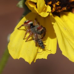 Phidippus californicus