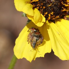 Phidippus californicus
