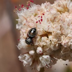 Phidippus californicus