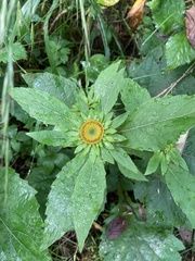 Carpesium macrocephalum