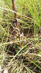 Crassula capitella nodulosa