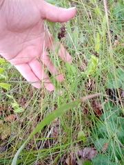 Carex praecox