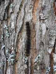 Entomophaga maimaiga