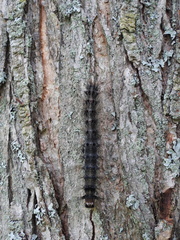 Entomophaga maimaiga