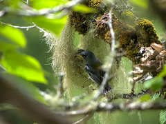 Setophaga americana image