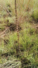 Crassula capitella nodulosa