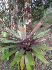 Vriesea bituminosa