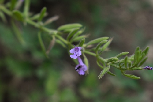 Hedeoma reverchonii var. reverchonii