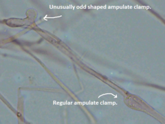 Trechispora mollusca