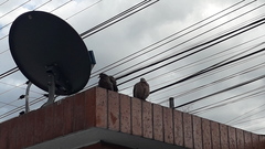 Zenaida auriculata hypoleuca