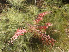 Grevillea dryandri