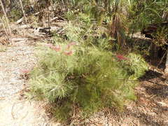 Grevillea dryandri