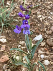Penstemon leiophyllus leiophyllus