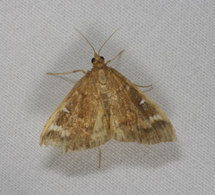 Udea hyalistis