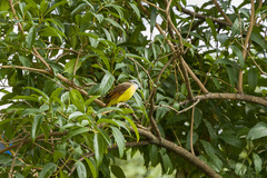 Pitangus sulphuratus