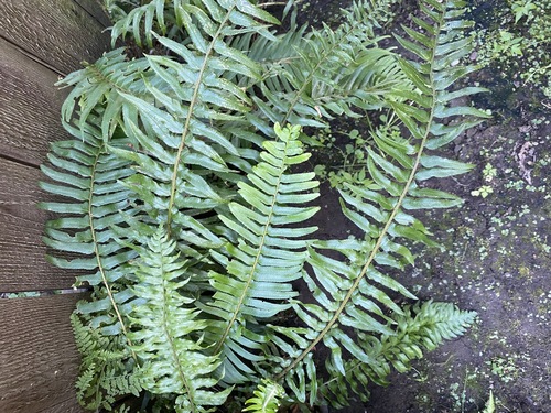 Western Sword Fern seedling