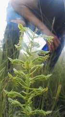 Habenaria mossii