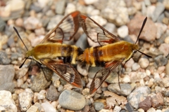 Hemaris aethra