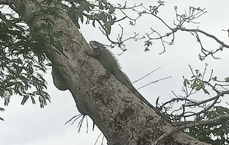 Iguana iguana image