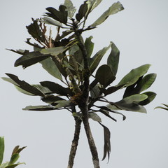 Oreopanax discolor